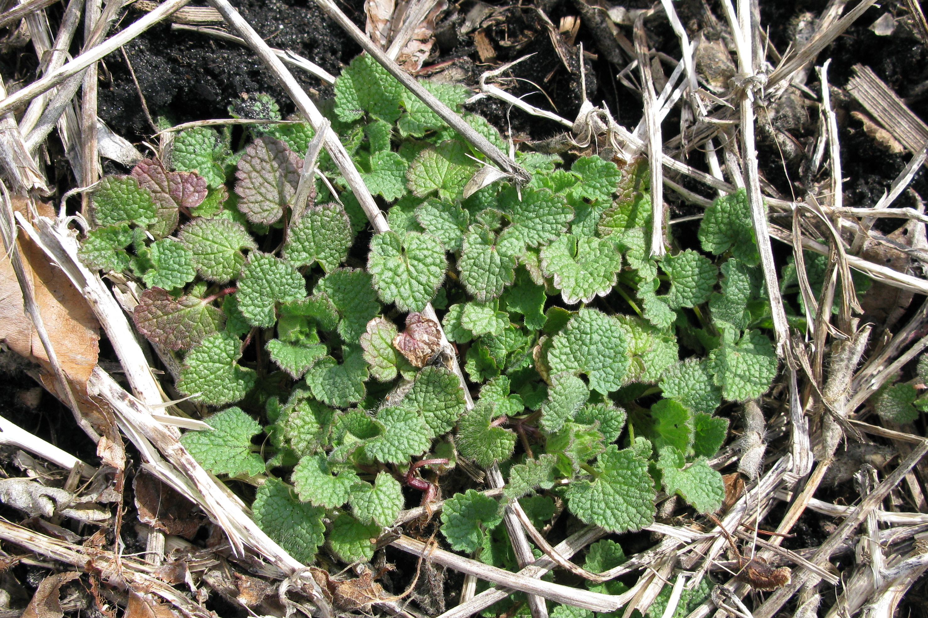 Purple Deadnettle Seedling  Hasenicks Mar27 2009 002